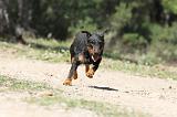 JAGDTERRIER ALLEMAND 031